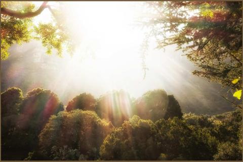 Sun Streaming through Trees